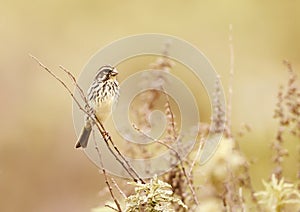 Streaky seedeater perching on a twig in the meadow