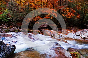 Stream flowing through golden fall forest photo