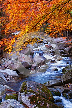 Stream acrossing golden fall forest photo