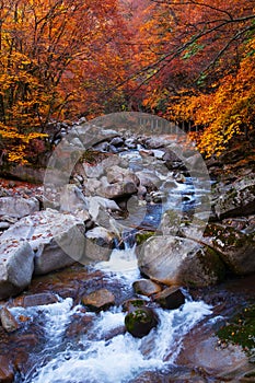 Stream acrossing golden fall forest photo