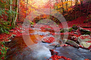 Stream in autumn beech forest