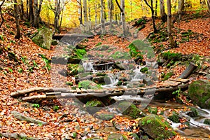 Stream in autumn beech forest