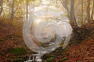 Stream in autumn beech forest