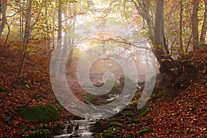 Stream in autumn beech forest