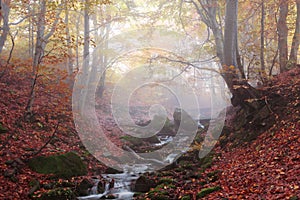 Stream in autumn beech forest