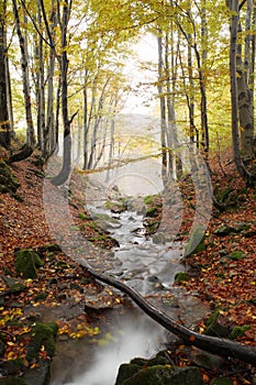 Stream in autumn beech forest