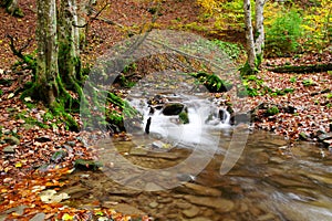 Stream in autumn beech forest