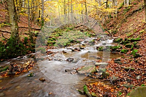Stream in autumn beech forest