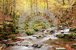 Stream in autumn beech forest