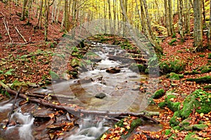Stream in autumn beech forest
