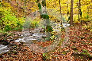Stream in autumn beech forest