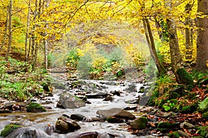 Stream in autumn beech forest