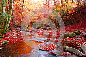 Stream in autumn beech forest