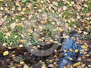 Stream in the autumn forest