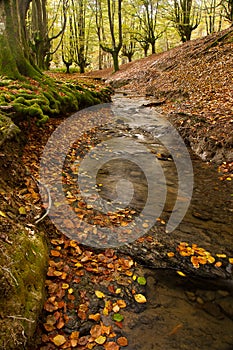 Stream and autumn forest