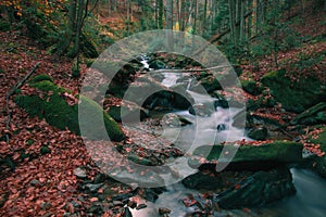 Stream in the autumn forest