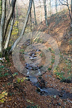 Stream in Autumnal forest