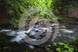 Stream in beautiful green summer deep forest