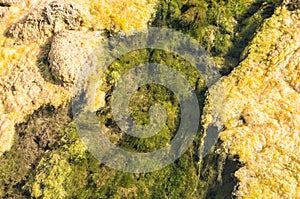 Stream bed of a small polluted river undegoing eutrophication