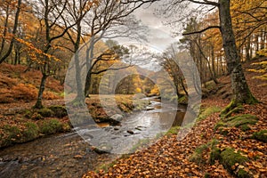 Stream in beech forest during autumn