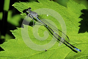 Stream Bluet Damselfly  54380