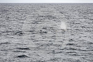 Stream breath of sperm whale  surfacing at Andenes, Norway