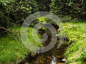 Stream of crystal clean water, Karkonosze National Park.