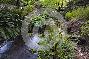 Stream at Crystal Springs Rhododendron Garden