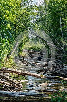 Stream dammed up by beavers with lots of fallen trees