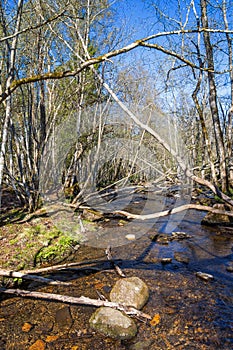 Stream in a deciduous forest a with fallen tree branches at springtime