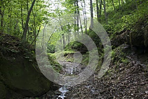 Stream in dense forest