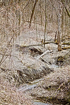 Stream Down the Early Spring Gulley photo
