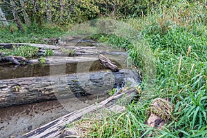 Stream And Driftwood 2