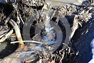 Stream with dusty fast water flowing between roots and leaves