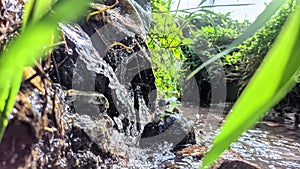 stream on the edge of rice fields