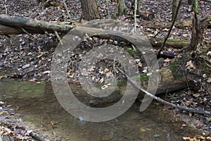 Stream with fallen trees, Ash Cave, Ohio