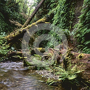 Stream in Fern Canyon