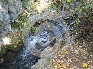 stream flowing through an area of trees