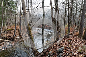 Stream flowing through bare trees and and fallen leaves in a winter landscape