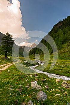 Stream flowing through blooming alpine meadow