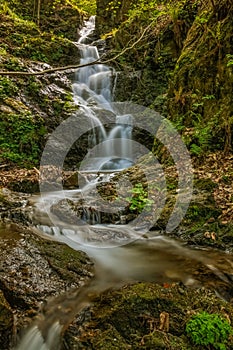 Stream flowing through the forest