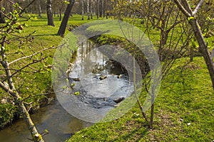 Stream flowing among the green vegetation in the forest.