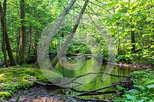 Stream flowing through a lush green forest