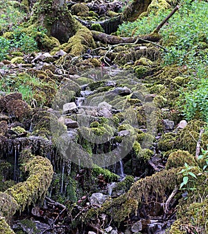 A stream flowing through the moss and tree roots of a wooded area