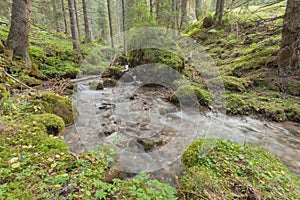 A stream flows in the forest, Italian Alps