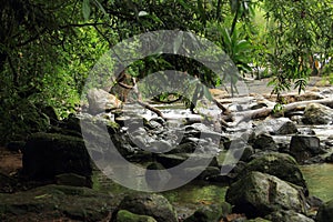 A stream flows through a forest