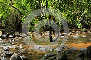 A stream flows through a forest