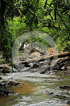 A stream flows through a forest