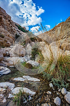 The stream flows through gorge Ein Gedi