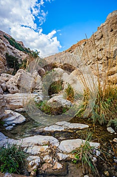 The stream flows through the gorge Ein Gedi